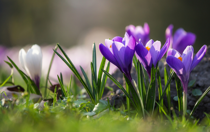 Lila Krokusse blühen im Gras bei Sonnenlicht.