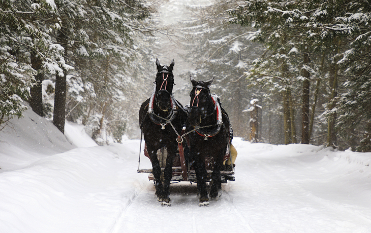 Pferdeschlitten auf verschneitem Waldweg im Winter.