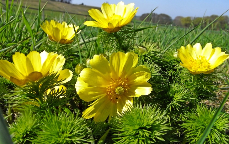 Gelbe Wildblumen blühen in einer Wiese unter blauem Himmel.