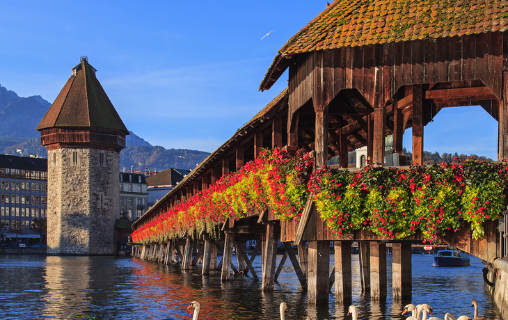 Kapellbrücke in Luzern mit Schwänen im Vordergrund.
