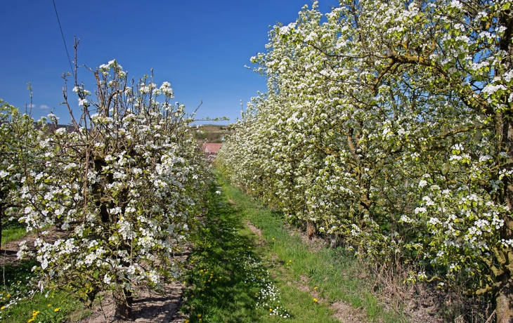 Blühender Obstgarten mit blühenden Bäumen unter klarem blauem Himmel.