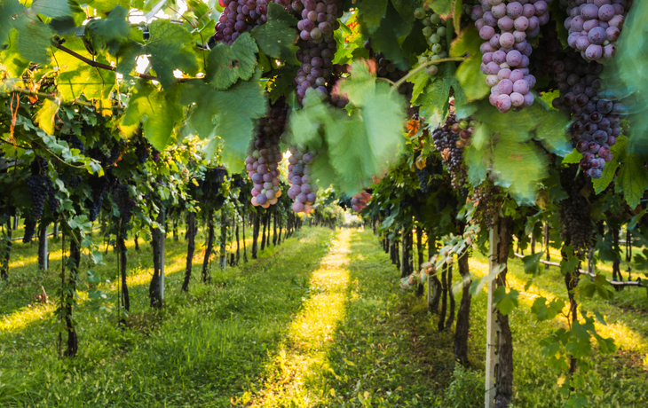 Weinreben mit reifen Trauben in einem sonnigen Weinberg.
