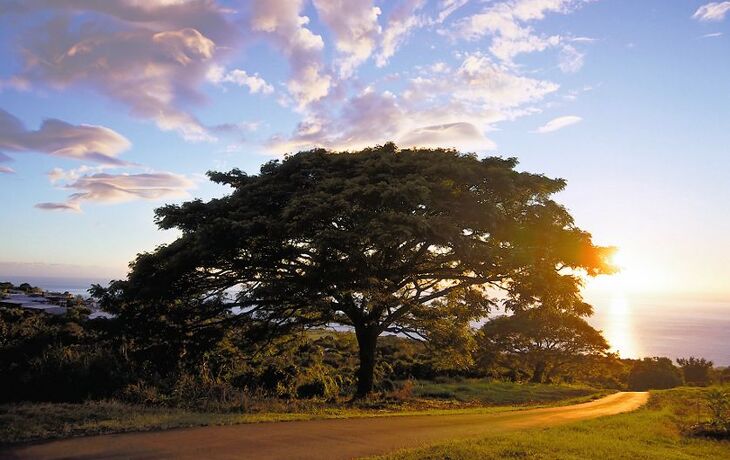 Straße vor einem Baum bei Sonnenuntergang mit Meer im Hintergrund