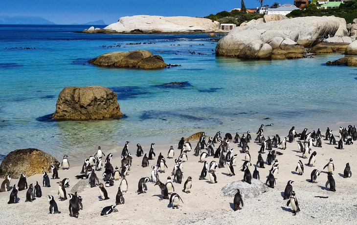 Pinguine an einem sandigen Strand mit Felsen und blauem Meer im Hintergrund.